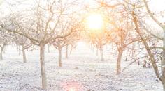VÝSTRAHA: Meteorologové varují před mrazem. Může poškodit ovocné stromy