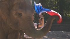 Slon v německé zoo překvapil návštěvníky: Vyhraje Francie, rozhodl