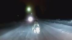 Video: Kráva chtěla na svobodu! Vyskočila za jízdy z auta