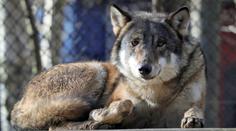 Zoo pobouřila veřejnost, utratila celou vlčí smečku. Nešlo to prý jinak