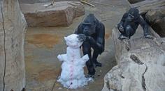 Zvířata v zoo se nesmí nudit! Staví sněhuláky, hrajou si na popelky
