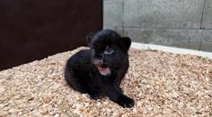 Zlínská zoo zná pohlaví mláděte jaguára: Raduje se ze samičky