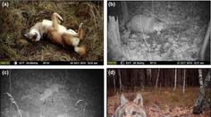 Překvapivé zjištění: Příroda po katastrofě v Černobylu vzkvétá
