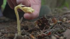 Botanici a ochránci jásají. Mykolog v lese našel vzácnou rostlinu