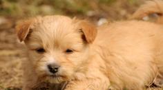 Chcete si pořídit pejska? Na tohle si dejte při vybírání na internetu pozor!