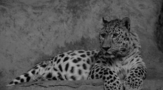 Smutná zpráva z ústecké zoo! Museli utratit levharta Rushera