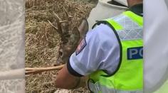 Policista skočil po srnci, aby nevběhl na dálnici. Zvíře mu parohy probodlo paži