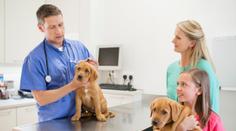 Čekárny veterinářů se zaplňují! Lidé se bojí pokut za povinné čipování psů