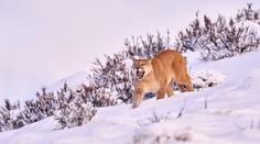 Nechoďte do lesa, varuje polská obec. V okolí se pohybuje gepard nebo puma