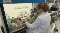 Čeští vědci vyvinuli revoluční antibiotikum. Ničí i nejodolnější bakterie