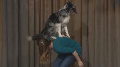 Máte doma psa? Naučte ho dog dancing, je to pro každého, říká trenérka