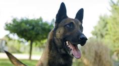 Muž odtrhával psy od sebe. Přišel o kus prstu. Pejskaře hledá policie