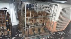 Celníci zachránili z kufru auta štěňata. V klecích se jich mačkalo jedenáct