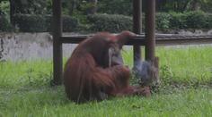 Orangutan vykouřil cigaretu. Zoo se ocitla pod palbou kritiky! VIDEO