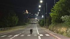 Medvěd se promenádoval městem na Slovensku. Policie varuje obyvatele