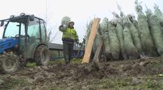 Lesníci kácí vánoční stromky už teď. Rostou na speciálních plantážích