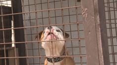 Muž venčil psa opilý, pitbul pokousal na hřišti dítě. Padl rozsudek!