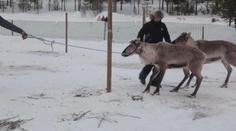 Ve Finsku vrcholí sezóna sobích závodů. Finálové kolo přilákalo davy diváků