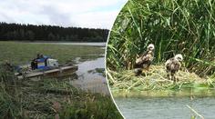 Ochránci zuří! Rybáři zničili hnízda vzácných ptáků, mláďata nepřežila