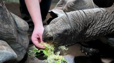 Reportér TV Nova pečoval o zvířata v zoo. Kousla ho želva