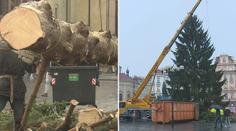 Strom ze Staromáku zmizel. Půjde na dobročinné účely, část snědí zvířata