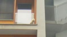 Dramatická záchrana psa v Brně: Zvíře balancovalo na okraji za balkónovým sklem