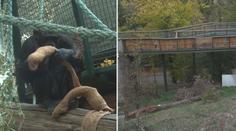 Zoo v Brně má nový výběh. Šimpanzi tam nesmí, mohli by házet kameny na lidi