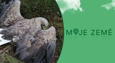 Přelomový rozsudek! V Česku byl poprvé odsouzen travič dravců