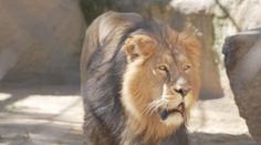 Nováček ve výběhu. V ostravské zoo se zabydluje samec lva z Polska