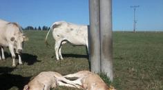 Farmářku čekal šok! Elektrický výboj jí před očima zabil tři telata