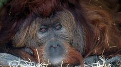 Ústecká zoo v slzách. Zemřel orangutan Ferda, nejstarší samec v Evropě