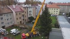Kácení stromu v Pardubicích provázejí komplikace. Spor rozděluje sousedy