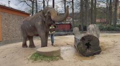 Liberecká zoo končí s chovem slonů. Samice Bala zamíří do Velké Británie