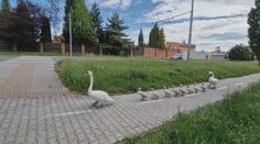 Labutí rodinka terorizuje Jihlavu. Brzdí dopravu a rodiče útočí na lidi