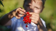 Sezona rybízu vrcholí, zkuste oblíbené recepty! 6 tipů, jak toto ovoce zpracovat