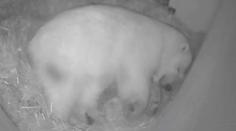 Kamera ošetřovatelů zachytila porod mláděte ledního medvěda