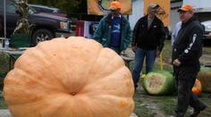 Učitel zahradnictví vypěstoval nejtěžší dýni Ameriky. Váží 1 162 kilo!