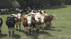 Tragédie na Plzeňsku! Honáka (†61) v ohradě ušlapali býci