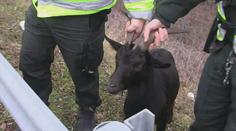 Zvířata ze zoo její ředitel zabil. Maso pak servíroval na vánočním večírku