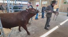 Aukce plemenných býků přilákala farmáře. Ceny jdou do statisíců