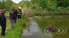 Agresivní bobr u Ostravy napadl dívku a psa. Situace byla vážná
