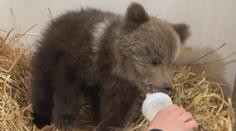 Známá zoo přišla o svou raritu. Museli utratit jednoho z medvědů