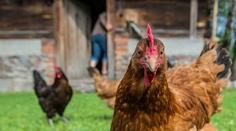 Nové nařízení EU: Každý chovatel slepic se musí registrovat. Česko chce výjimky
