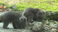 Zoo v Hluboké opouští vzácní medvědí sourozenci. Přesouvají se na druhý konec světa