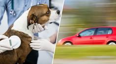 Veterinářka jela na pomoc fence. Reakce policie vyvolala na sítích lavinu emocí