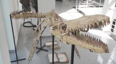 V Africe objevili kostru vzácného dinosaura. Dostala se až do Česka