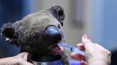 Populace koaly se v Austrálii prudce snížila. Může být hůř, varují experti