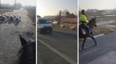Stádo ovcí na pražské ulici naháněli policisté na koních!