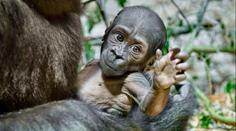 Gorilátko z pražské zoo je samička. Slavná vědkyně jí dala krásné jméno