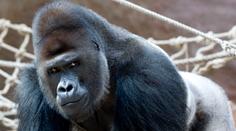 Covid v pražské ZOO! Pozitivní je gorilí miláček Richard i další zvířata